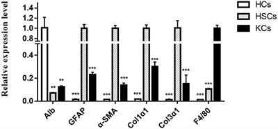 circRNA Expression Pattern and circRNA–miRNA–mRNA Network in HCs, HSCs, and KCs of Murine Liver After Echinococcus multilocularis Infection